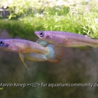Aplocheilus lineatus "Gold"