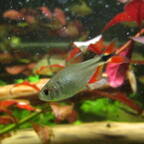 Hyphessobrycon anisitsi (Rautenflecksalmler)
