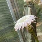 Echinopsis Hybride