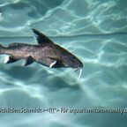 Synodontis granulosus