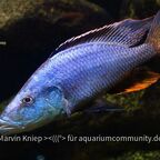 Dimidiochromis compressiceps