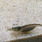 Adulte Caridina multidentata