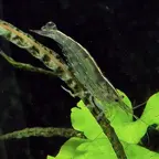 Amanogarnele, Caridina multidentata