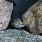 Altolamprologus calvus black