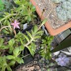 Anacampseros telephiastrum
