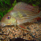 Geophagus winemilleri