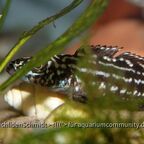 Lepidiolamprologus kendalli