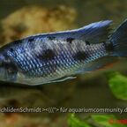 Otopharynx walteri Männchen
