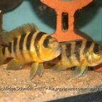 Neolamprologus sexfasciatus Gold
