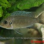 Pseudotropheus patricki Mbenji Island
