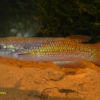 Pachypanchax omalonotus