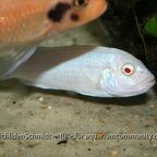 Chindongo socolofi Albino