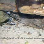 Synodontis sp. polli white