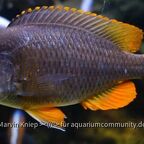 Copadichromis borleyi "Kadango"