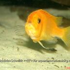 Maylandia (Metriaclima) estherae