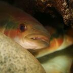 Lugubria cincta