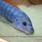 Labeotropheus trewavasae Tumbi West