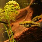 Xiphophorus couchianus