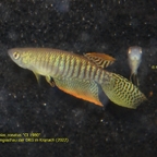Gnatholebias zonatus