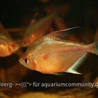 Hyphessobrycon erythrostigma