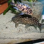 Synodontis angelicus