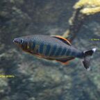 Opsarius ardens
