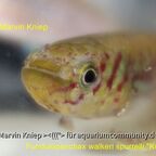 Fundulopanchax walkeri spurelli "Kutunse"