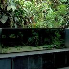 Südamerika Piranha Aquarium