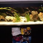 Tanganjikasee Aquarium 150x50x50cm