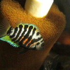 Amatitlania nigrofasciata