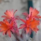 Matucana madisoniorum