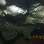 Leporacanthicus joselimai