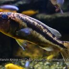 Aristochromis christyi