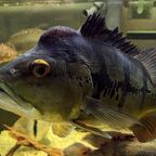 Cichla sp. ocellinae