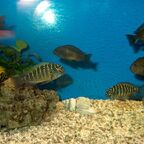Tropheus moorii "Murago"