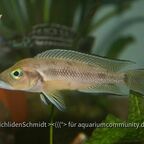 Neolamprologus furcifer
