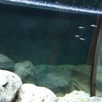 Cyprichromis sp. leptosoma Azuri Kekese Juvenil