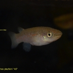 Pachypanchax playfairii "Aquariumstamm" Weibchen