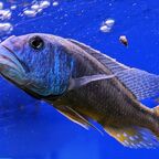 Aristochromis christyi