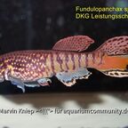 Fundulopanchax sjostedti "Blau"