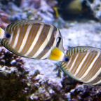 Zebrasoma velifer