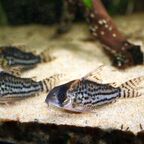 Hoplisoma schwartzi