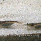 Adulte Caridina multidentata