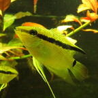 Mesonauta insignis