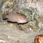 Neolamprologus brevis