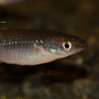 Pachypanchax varatraza Weibchen