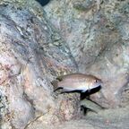 Neolamprologus brevis Männchen