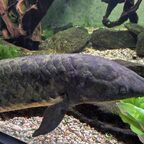 Neoceratodus forsteri