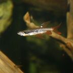 Copella arnoldi