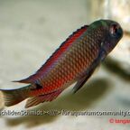 Tropheus moorii moliro